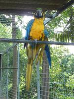 Im Botanischen Garten von Madeira - Papageienpark