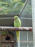 Im Botanischen Garten von Madeira - Papageienpark
