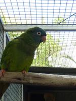 Im Botanischen Garten von Madeira - Papageienpark