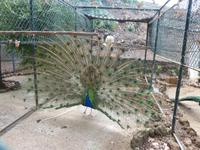 Im Botanischen Garten von Madeira