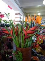 Blumen in der Markthalle von Funchal