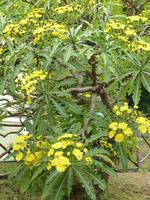 Löwenzahnbaum in Ribeiro Frio