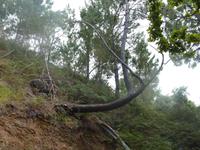 seltsame Wuchsformen