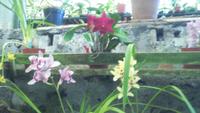 Quinta Boa Vista Orchidea,