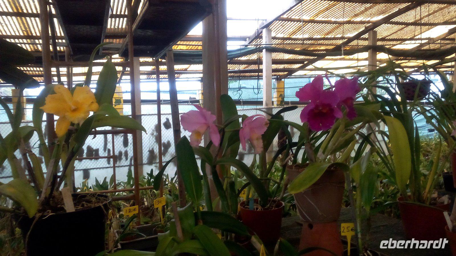 Quinta Boa Vista Orchidea,