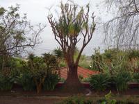 Funchal - Botanischer Garten, Elefantenfuß
