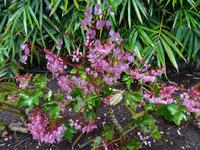 Funchal - Botanischer Garten, Begonien