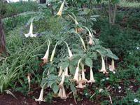 Funchal - Botanischer Garten, Engelstrompete