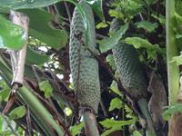 Funchal - Botanischer Garten, Frucht des Fensterblattes= Ananas-Banane