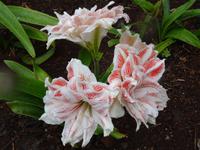 Funchal - Botanischer Garten, Amaryllis