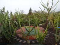 Funchal - Botanischer Garten