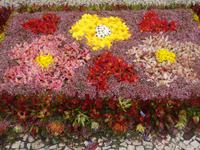 Funchal - Blumenteppiche anlässlich des Blumenfestes