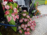 Funchal - Blumenschmuck anlässlich des Blumenfestes