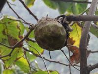 Levada Wanderung, Anona - Frucht