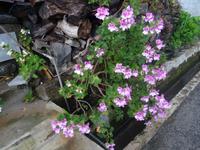 Levada Wanderung, Edelpelargonie