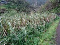 Levada Wanderung, Zuckerrohr