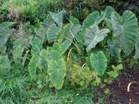 Levada Wanderung,Jamswurzel = Taro