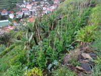 Levada Wanderung, bewirtschafte Terrasse