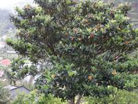 Levada Wanderung, Mispelbaum