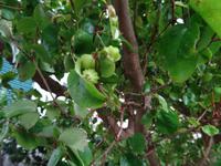 Levada Wanderung, Kirchmyrte