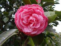 Quinta do Palheiro (Blandys Garten) in Funchal, Kamelienblüte