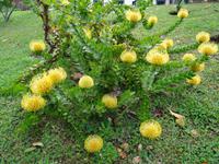 Quinta do Palheiro (Blandys Garten) in Funchal, südafrikanische Protea