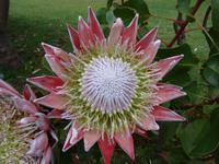 Quinta do Palheiro (Blandys Garten) in Funchal, Protea