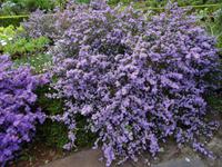 Quinta do Palheiro (Blandys Garten) in Funchal, Vergiss mein nicht