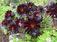 Quinta do Palheiro (Blandys Garten) in Funchal, Sukkulente