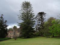 Quinta do Palheiro (Blandys Garten) in Funchal, Norfolk-Tanne