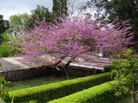 Quinta do Palheiro (Blandys Garten) in Funchal, Judasbaum
