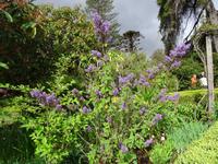 Quinta do Palheiro (Blandys Garten) in Funchal, Iboza = Rauhreif des Südens