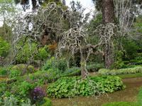 Quinta do Palheiro (Blandys Garten) in Funchal, japanischer Pagodenbaum