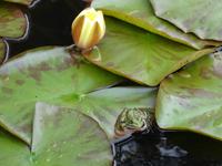 Quinta do Palheiro (Blandys Garten) in Funchal