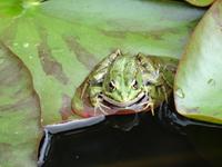Quinta do Palheiro (Blandys Garten) in Funchal