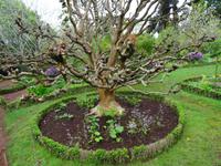 Quinta do Palheiro (Blandys Garten) in Funchal, Kreppmyrte