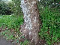 Quinta do Palheiro (Blandys Garten) in Funchal, die Natur bahnt sich ihren Weg