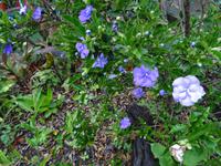 Quinta Boa Vista - Orchideengarten, Gestern, Heute, Morgen