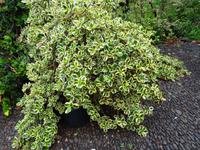 Quinta Boa Vista - Orchideengarten, Spiegelpflanze