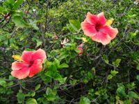 Quinta Boa Vista - Orchideengarten, Hibiskus