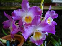 Quinta Boa Vista - Orchideengarten, 