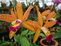 Quinta Boa Vista - Orchideengarten, 