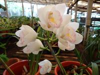 Quinta Boa Vista - Orchideengarten, 