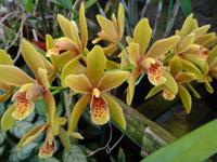 Quinta Boa Vista - Orchideengarten, 