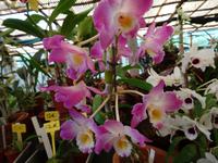 Quinta Boa Vista - Orchideengarten, 