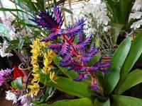 Quinta Boa Vista - Orchideengarten, 