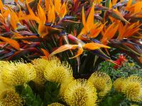 Funchal - Blumenstände anlässlich des Blumenfestes
