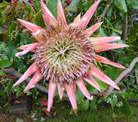 Protea