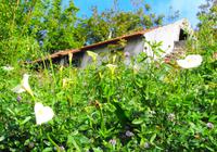 Ein üppiger bäuerlicher Ziergarten 