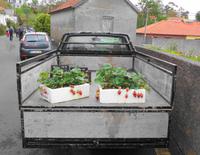 Erdbeeren auf dem Transport